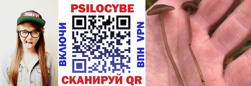 Галлюциногенные грибы Psilocybine cubensis  как найти наркотики  Багратионовск 
